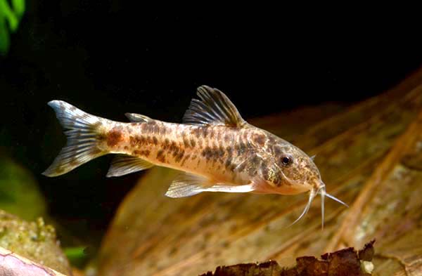 Aspidoras Corydoras World